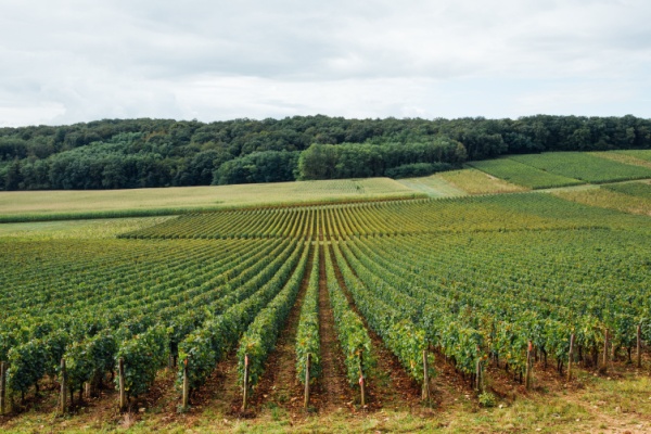 Valeur vénale des vignes en 2025